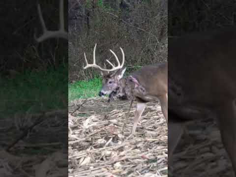 TOUGHEST Buck Ever, What Do You Think Caused This Injury #shorts #viral #DreamSeasonLive #hunting