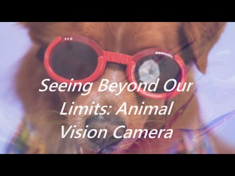 Seeing Beyond Our Limits: Animal Vision Camera