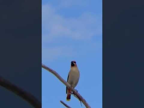 Cedar Waxwing Bird Northern Spring Migration