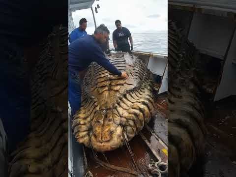 Giant Sea Monsters Caught by Fishermen! 🐙🎣#GiantSeaCreatures #FishingDiscoveries #OceanMysteries