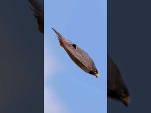 The Fastest Flying Bird In The World #shorts #birds #animals