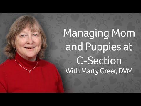 Dog C-Section: Managing Mom &amp; Puppies